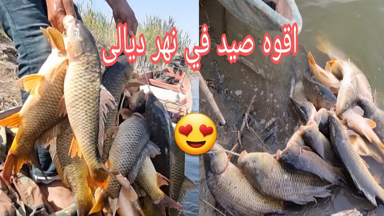 شاهد صيد اسماك الانهار بواسطة الشباك مقطع مشوق (قبل نزول نهر ديالى)
