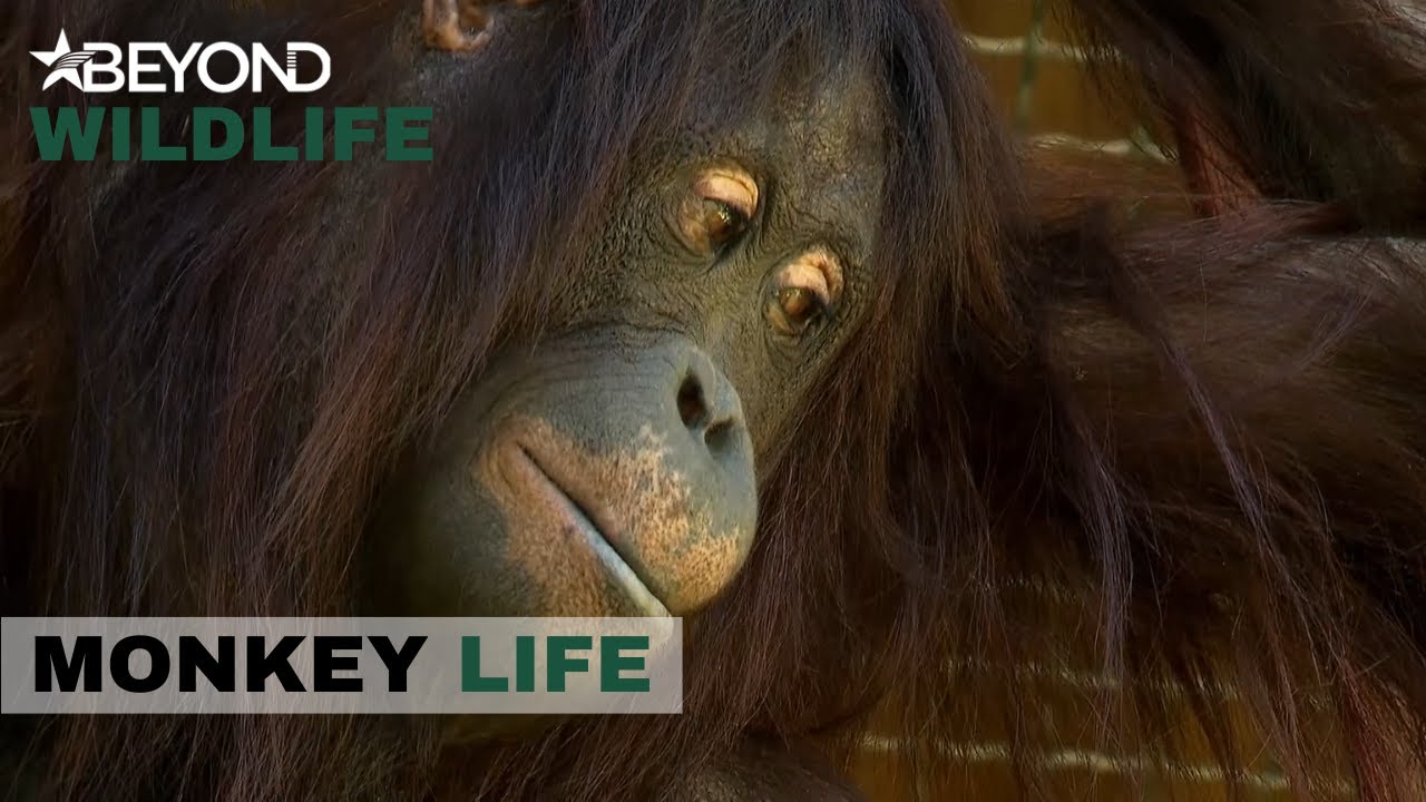S7E11 | A Sad Goodbye For Hsiao-Ning On Their Last Day At The Park | Monkey Life | Beyond Wildlife