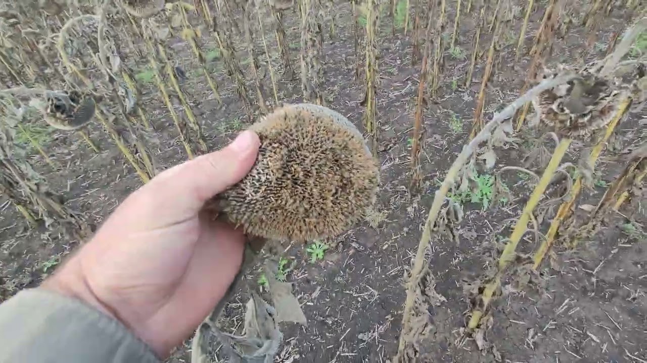 Уборка подсолнуха Суреллі 😍2025@
