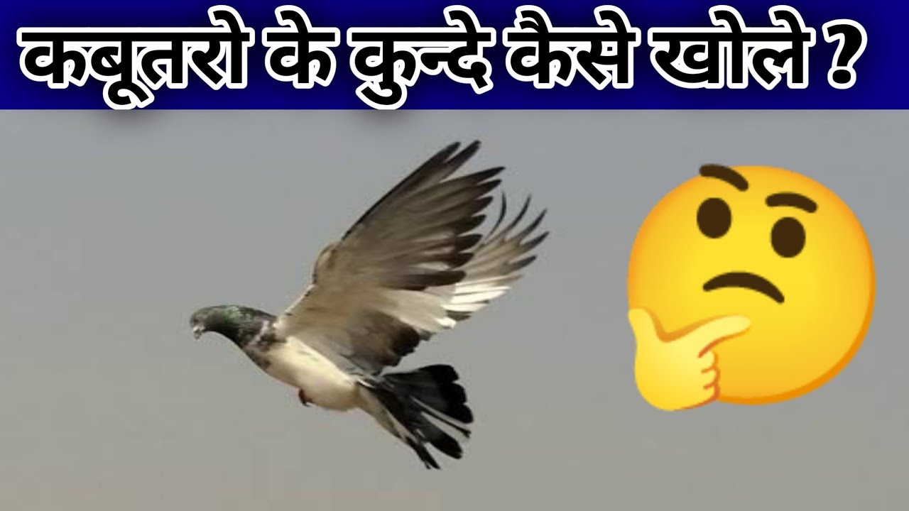 Kabootaron Ke Kunde Kholne Ka Tarika | कबूतरों के कुन्दे कैसे खोले ?