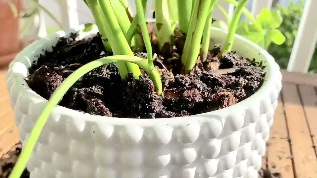 Potting TIPS When Use Pots That Aren&rsquo;t Terra Cotta