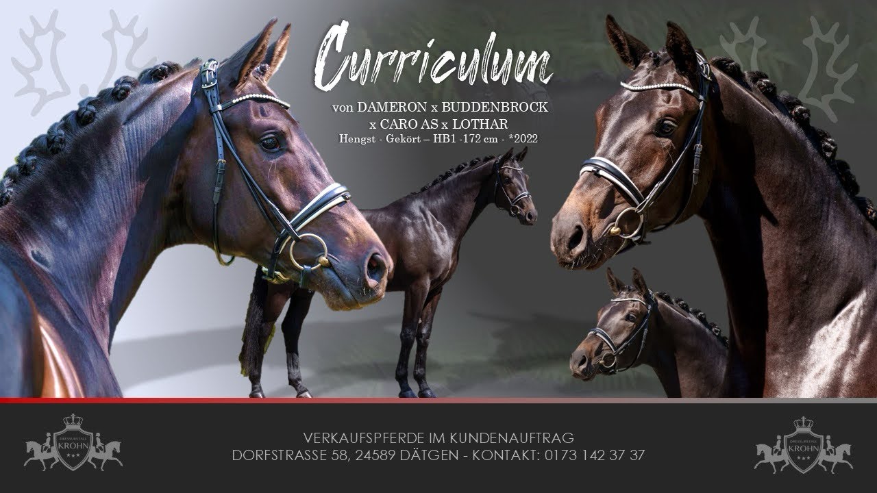 CURRICULUM - Trakehner - 4 j. - 172cm - gekörter Deckhengst - Amateur geeignet - Kuschelbär