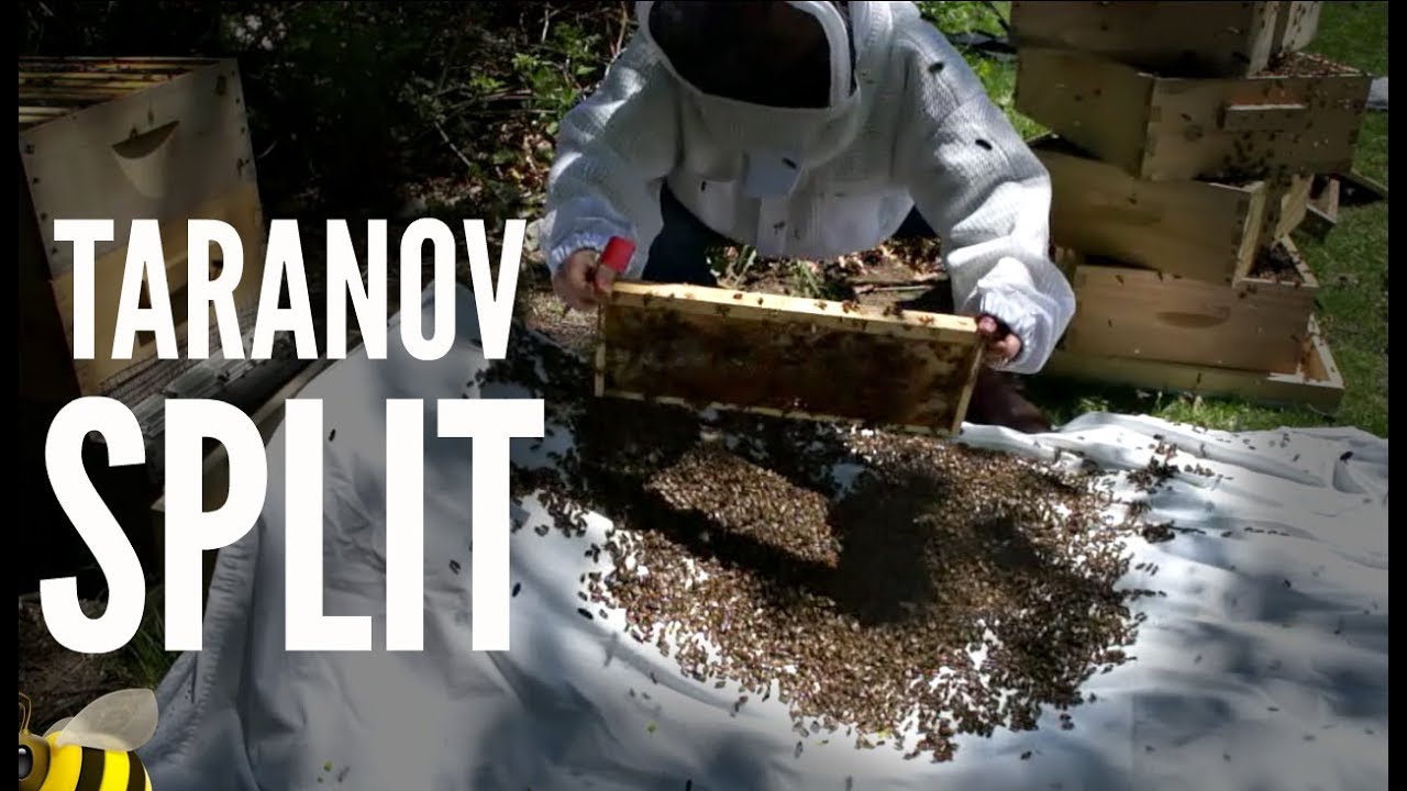 Taranov Split -- Watch Me Empty ALL of my Bees onto a Cloth -- Bee Vlog#6, 2018