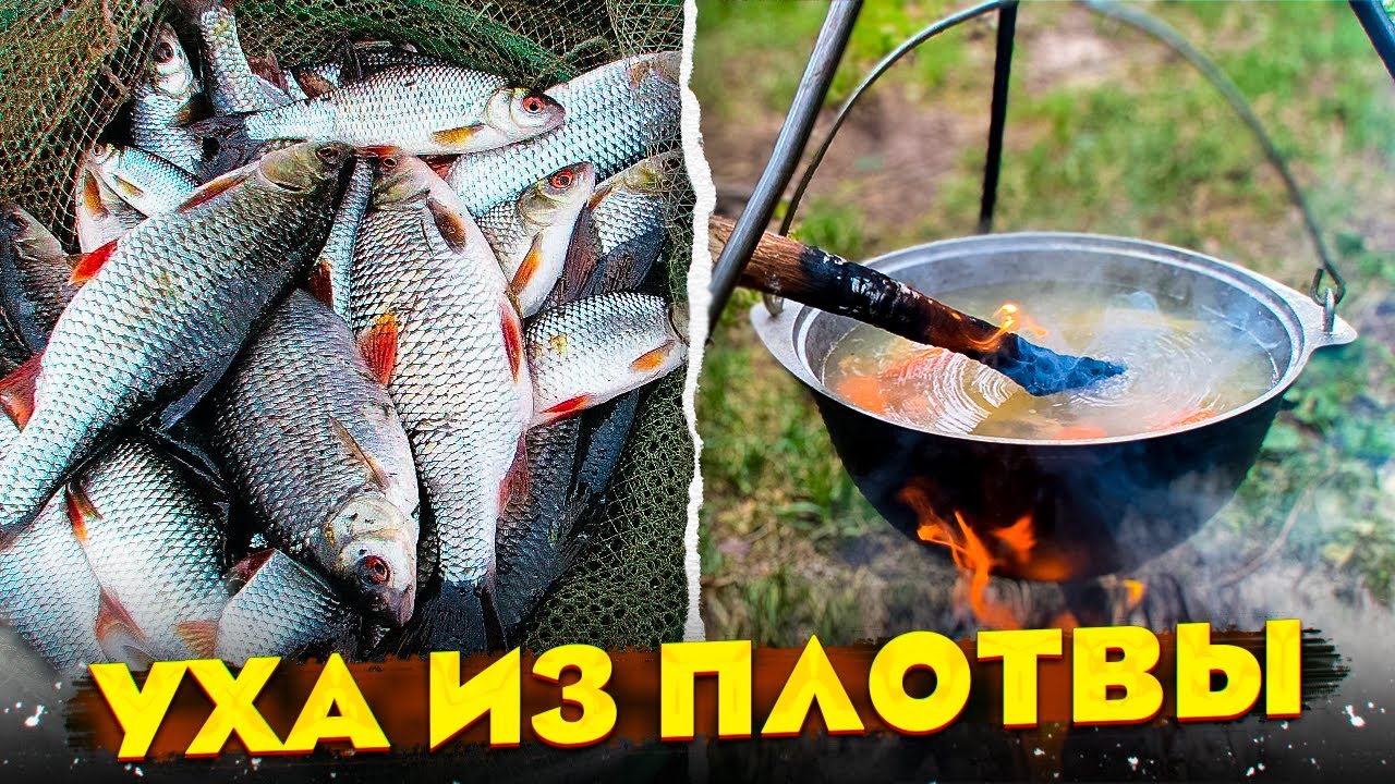 УХА из ПЛОТВЫ / ПРЕЛЕСТЬ ОЗЁРНОЙ РЫБКИ