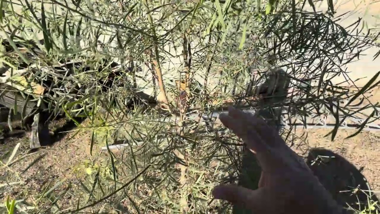 Новое дерево, еще рано обрезать? @ArboristAdvice.