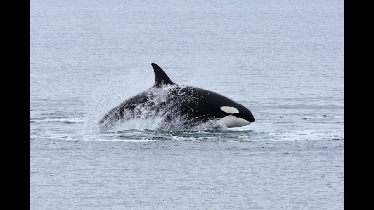 OBI Focal Follow #1 | Bigg's killer whales | T123s Matriline