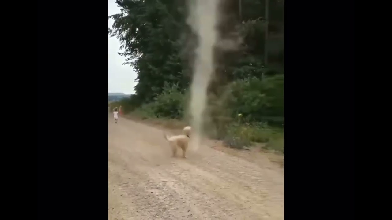 Dog stops tornado from. Forming￼￼