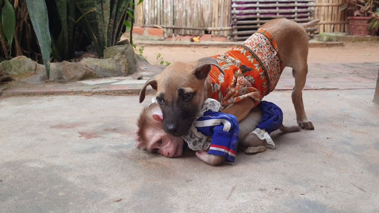 How cute puppy love to baby monkey Yoya, Yoya trying escape