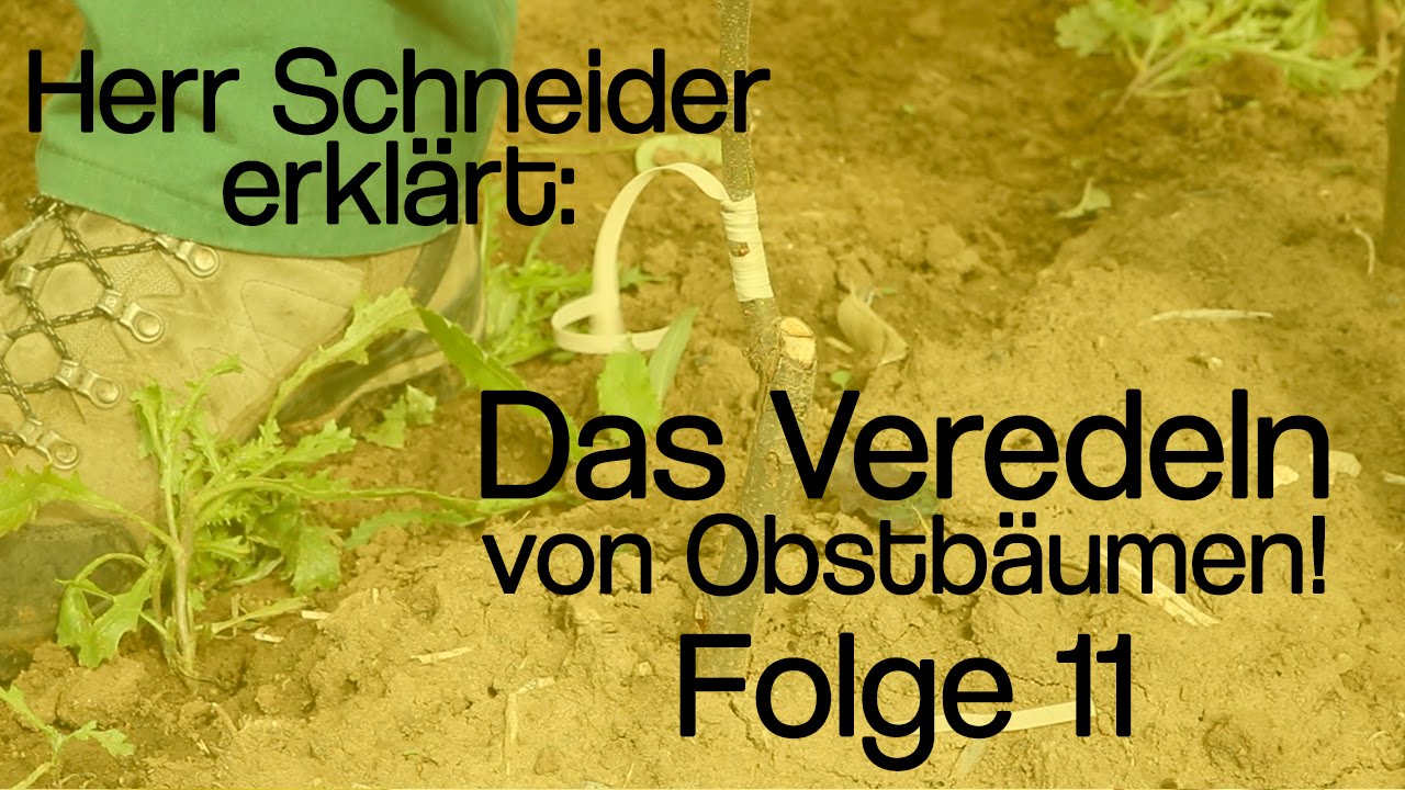 Herr Schneider erklärt: Das Veredeln von Obstbäumen! - Folge 11