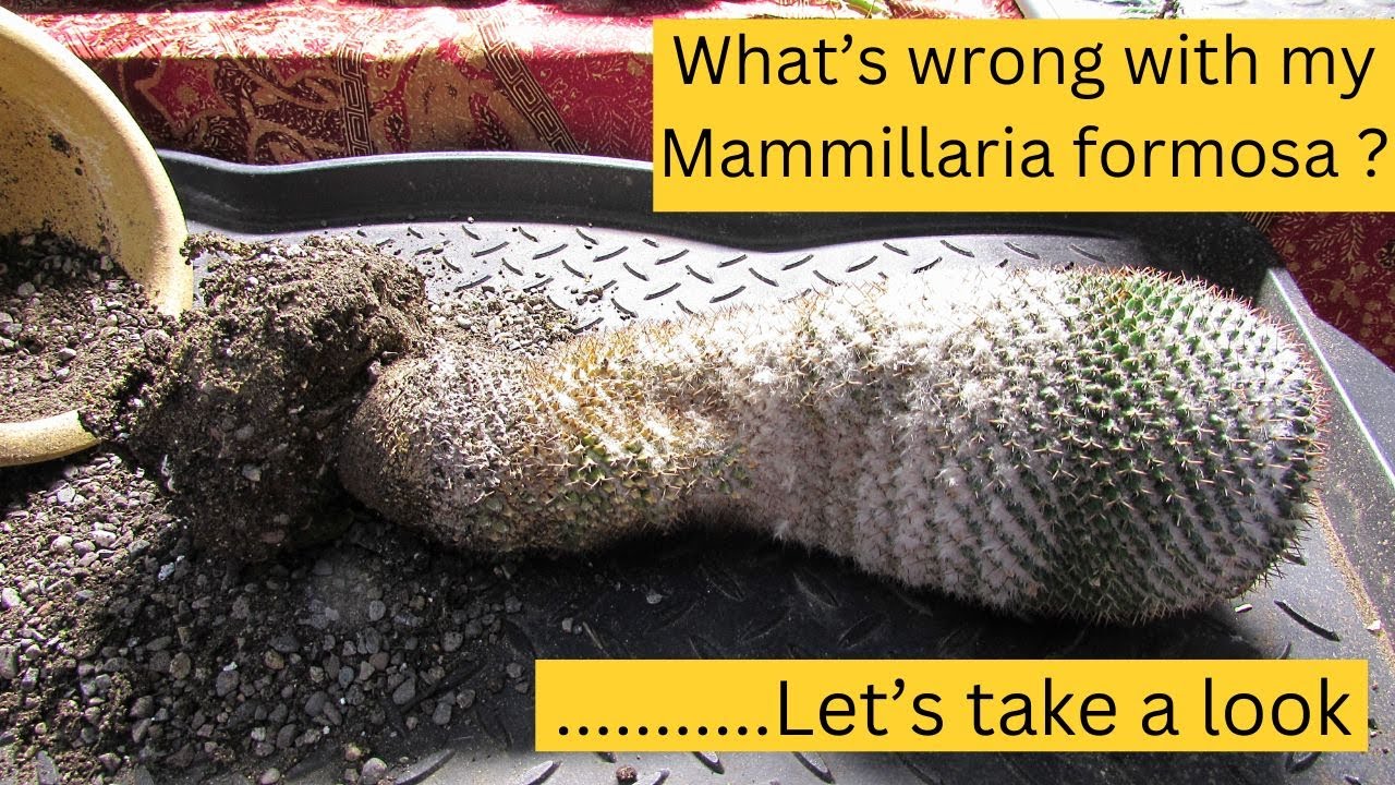 What's wrong with my Mammillaria formosa Cactus ? | Let's take a look
