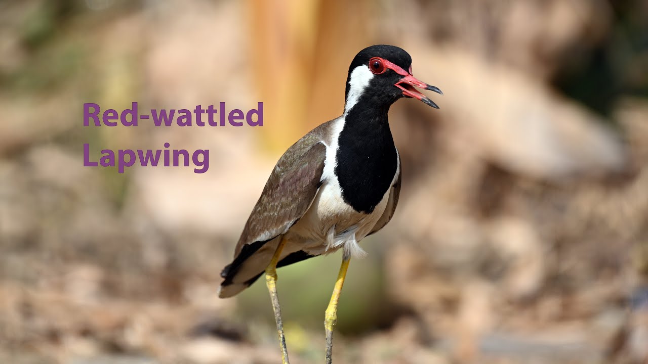 Red-wattled Lapwing