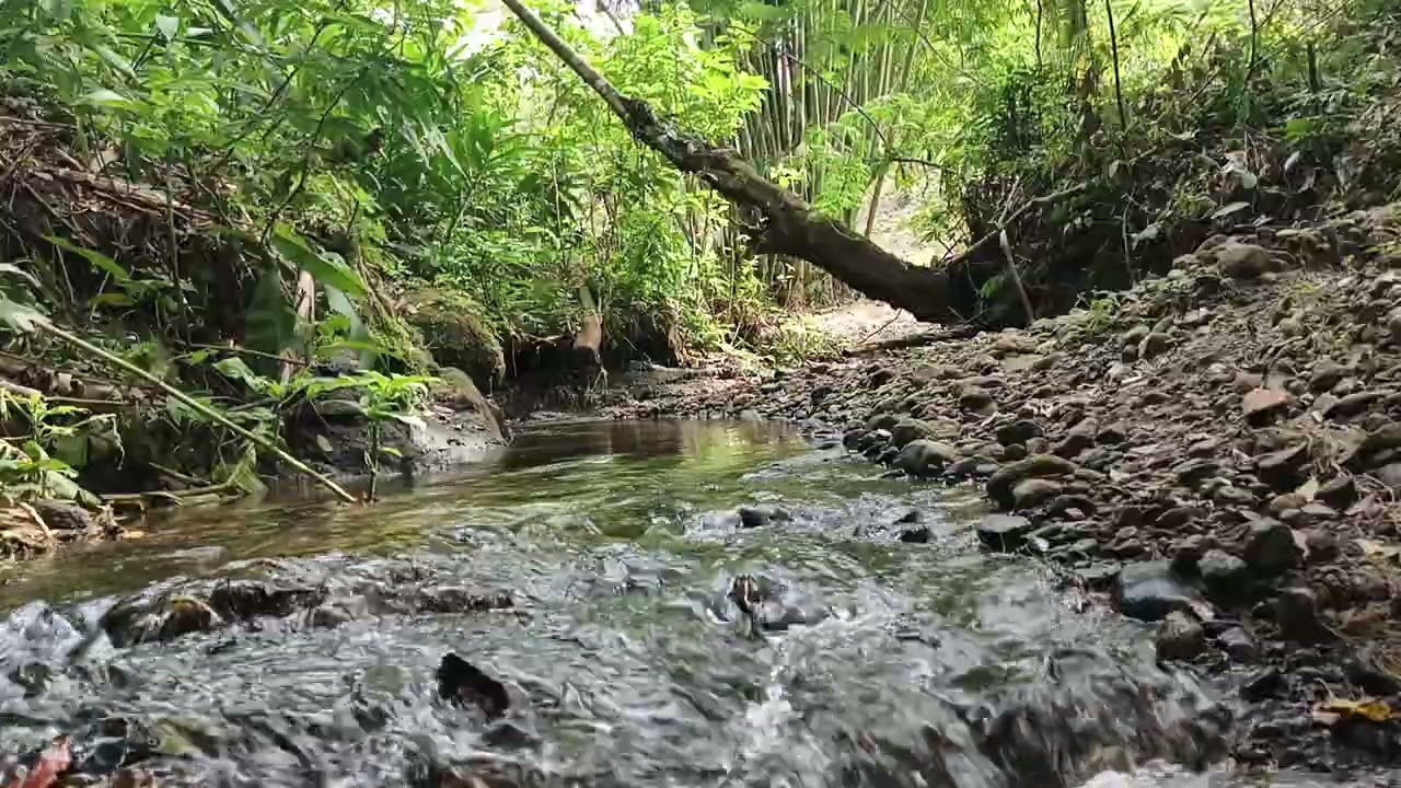 Enjoying the Beauty of Nature: Calming River Flow"