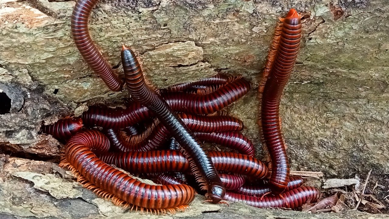 Hunting Black Millipede and Big Millipede - Amazing !!! Dapat serangga Luwing kaki seribu besar