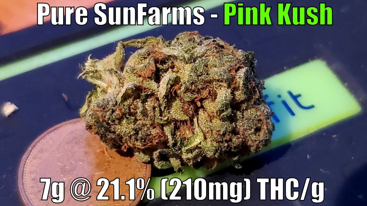 Pure Sunfarms - Pink Kush Unboxing Review - 21.1% (210mg) THC/g (+Extreme Closeups)