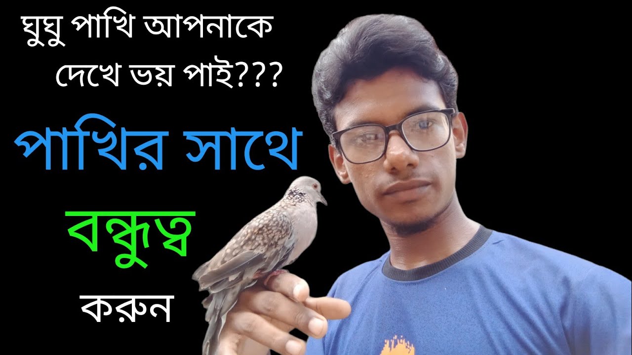 ঘুঘু পাখি আপনাকে দেখে ভয় পাই।। ঘুঘু পাখির সাথে বন্ধুত্ব করুন