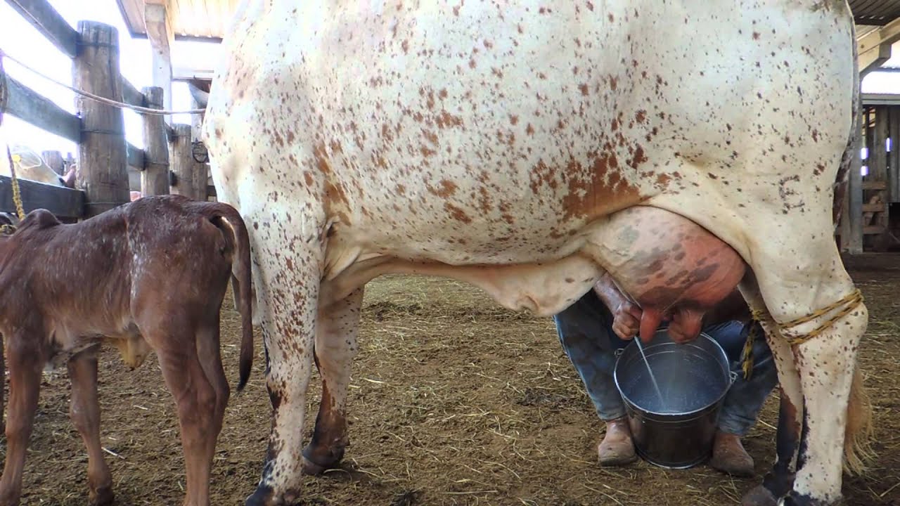 Молочное животноводство,Вручную доения,Животноводство