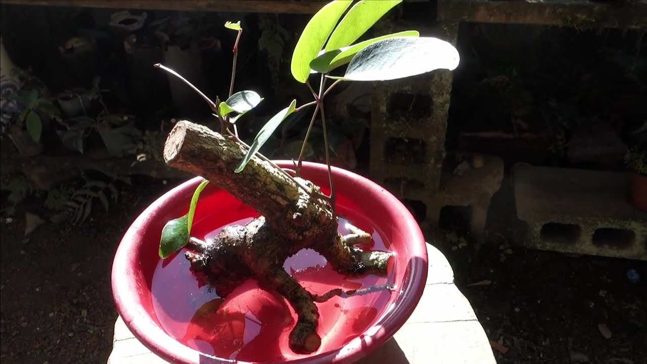 Bonsai diary  ♯150「YAMADORI　中品盆栽になりそうなサイズのムベ（トキワアケビ）を山採り」