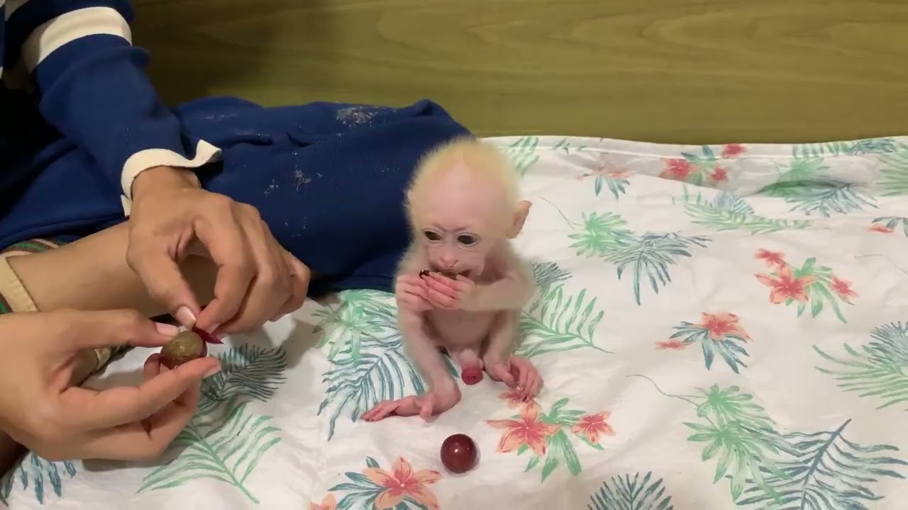 So adorable baby monkey feeling lovely that mummy take care and sharing food to eating delicious