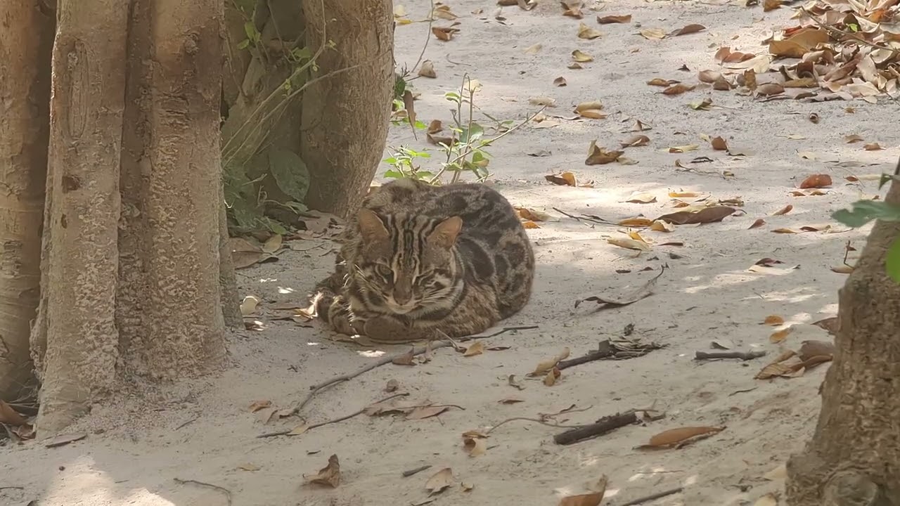 Leopard cat at KH zoo