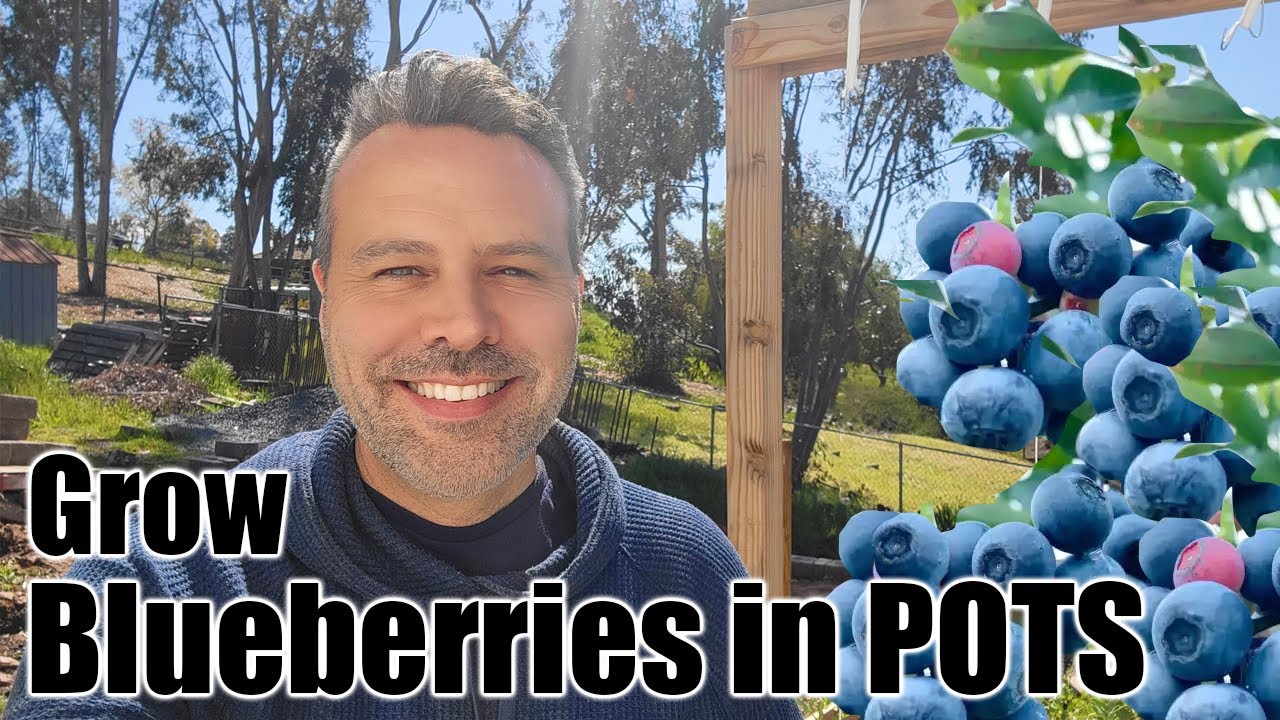 How to Plant Blueberries In.a Container