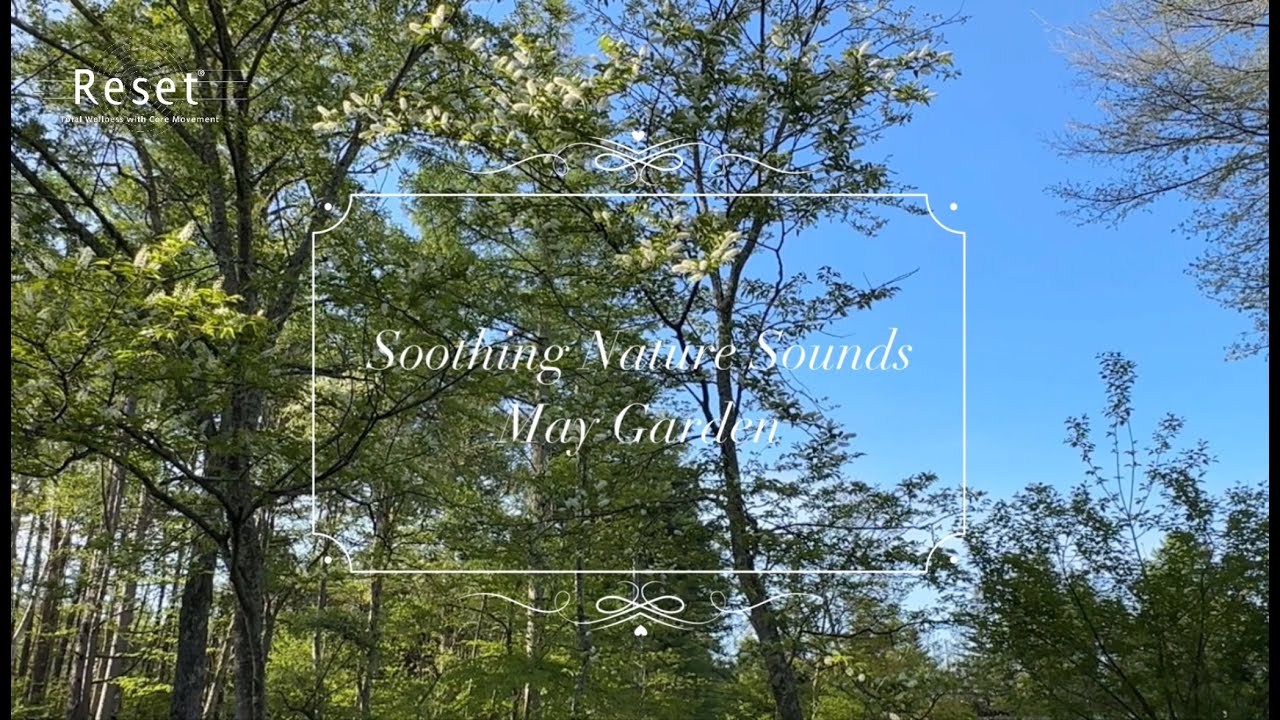 Waking up with Birdsong / Soothing Nature Sounds