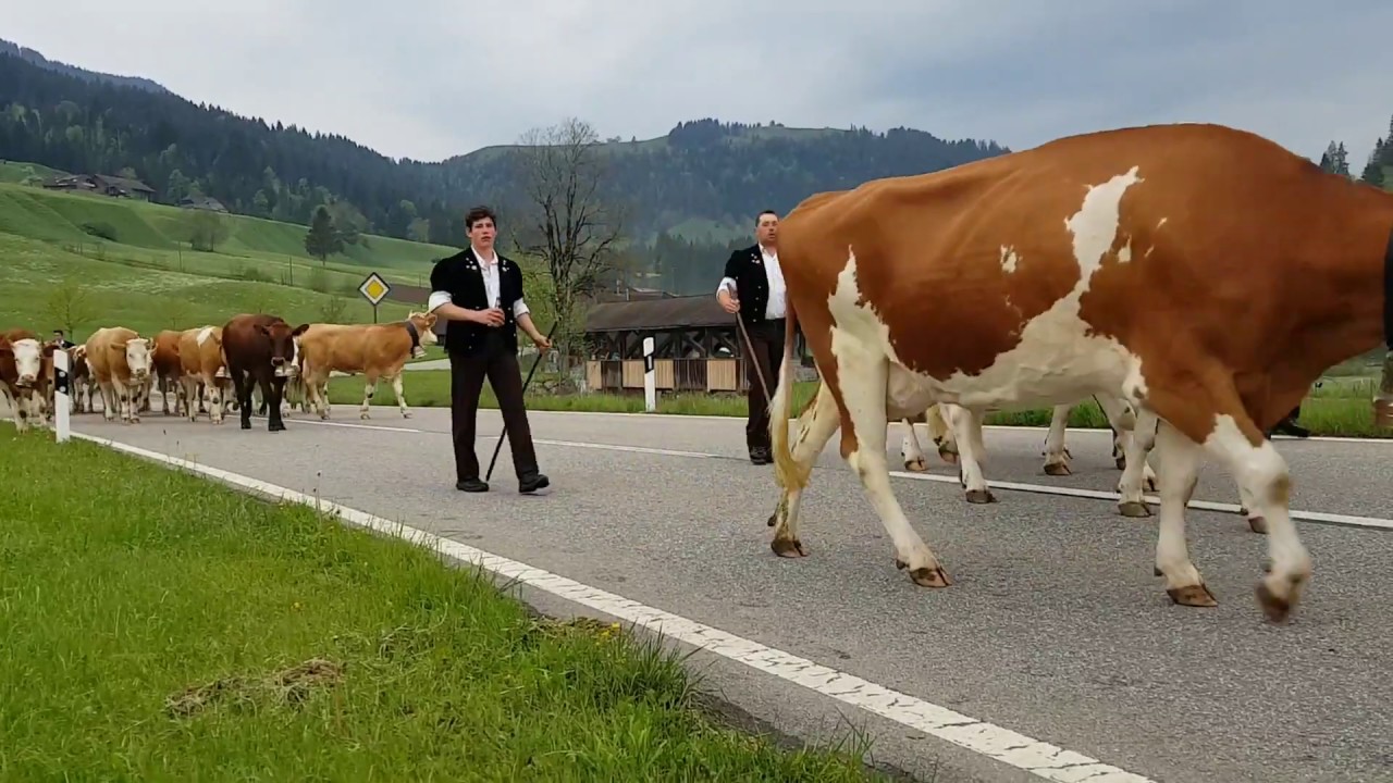 Alpauffahrt im Emmental