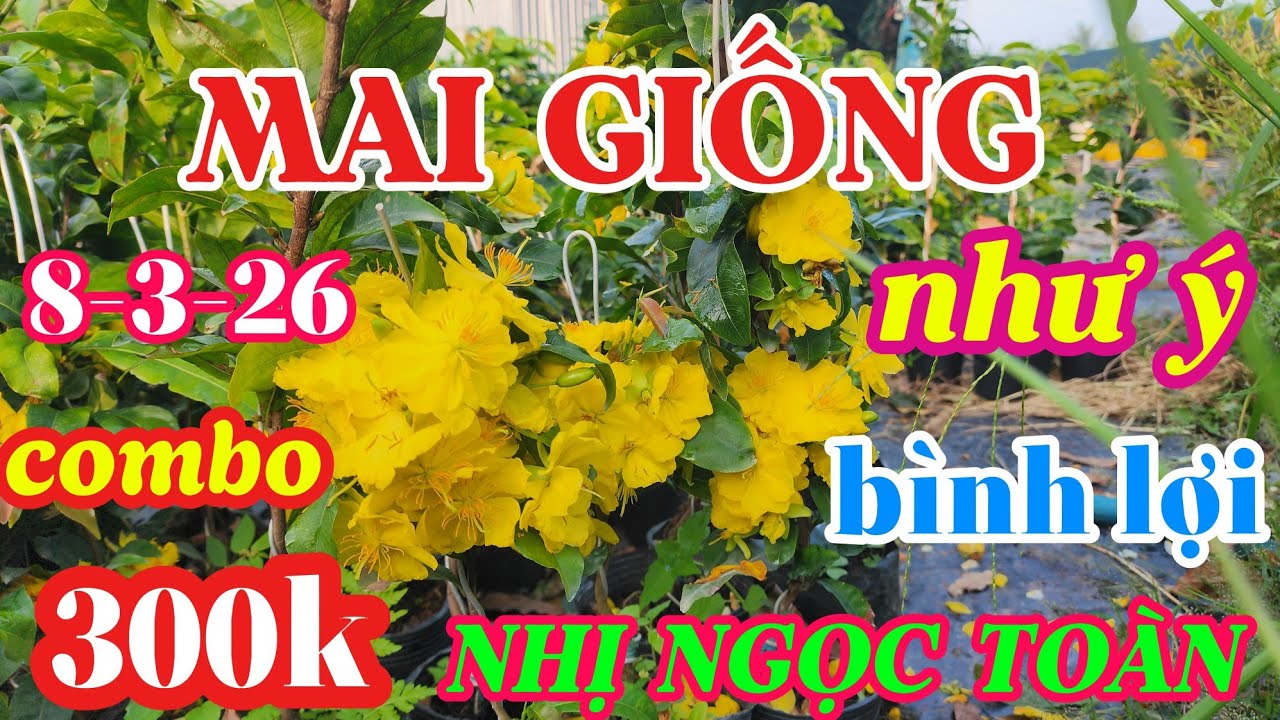 8-3-26 combo cây giống như ý ,bình lợi,nhị ngọc toàn 0941488772