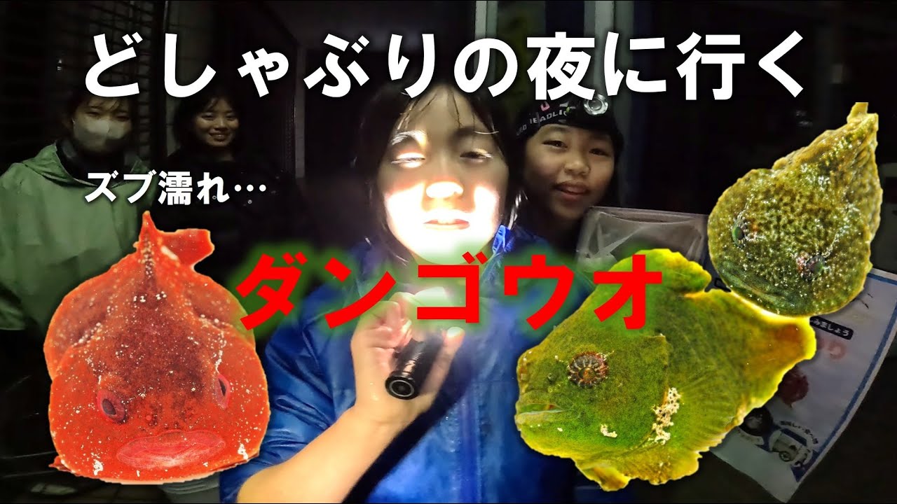 ダンゴウオを探しに行く～大雨の夜に磯に行くと!?～