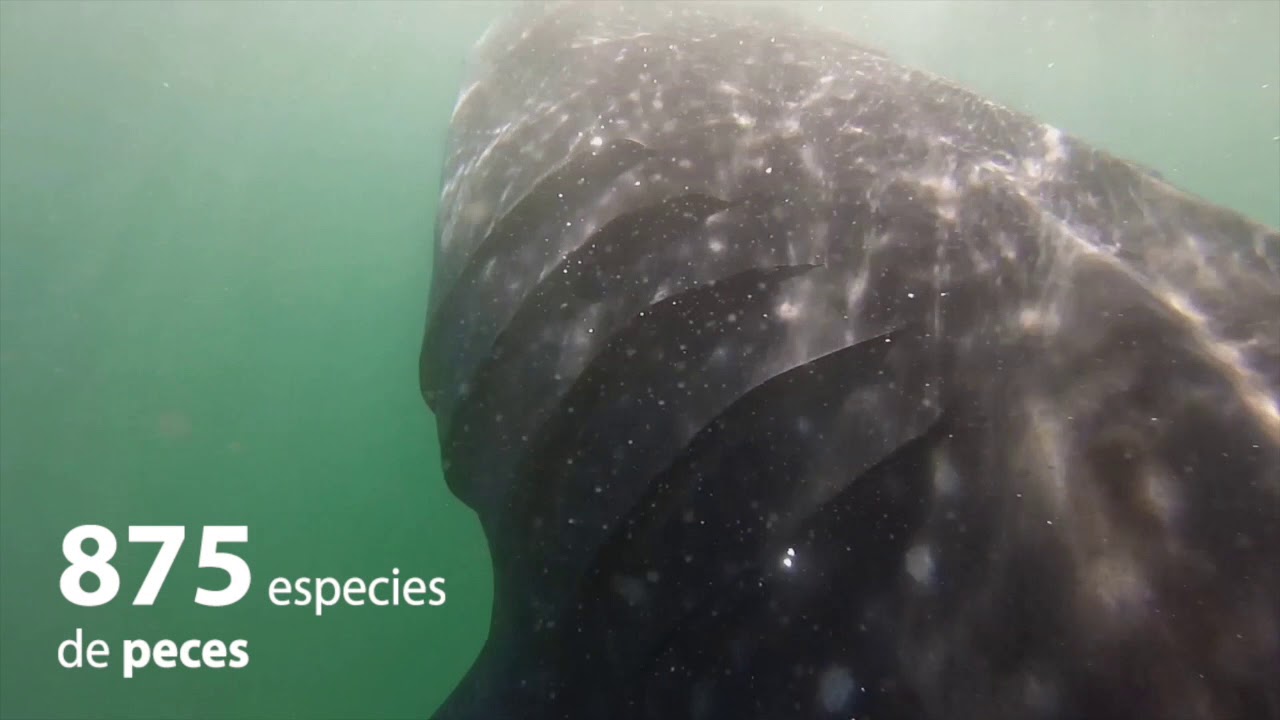 Golfo de California - peces