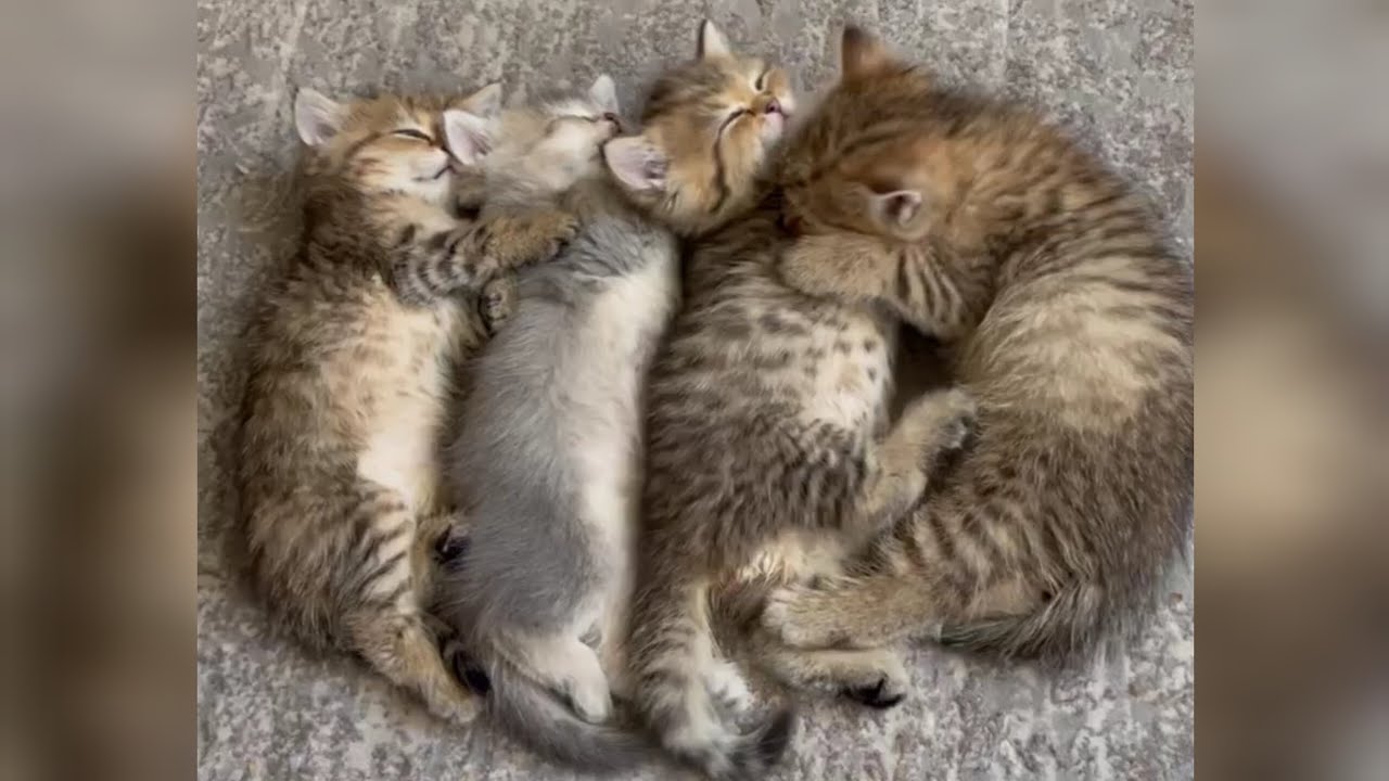 Cute kitten sleeping 😍🐱