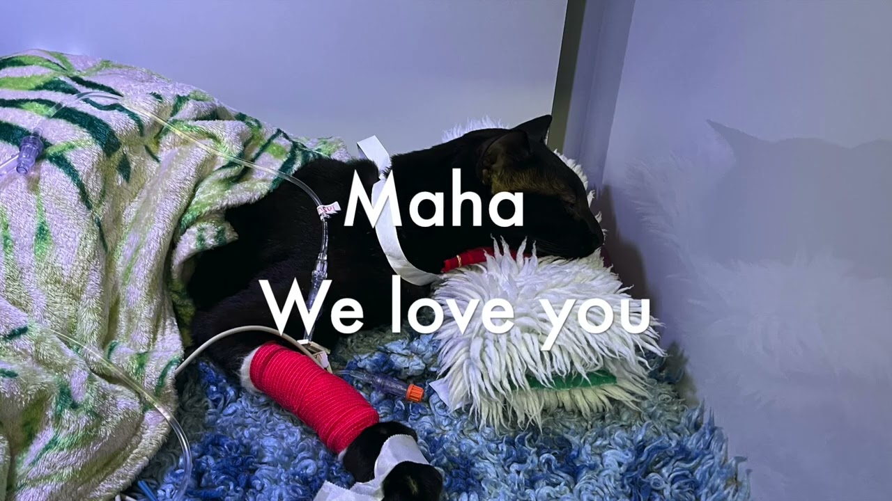 Our friends cat Maha in the  Hospital  😿