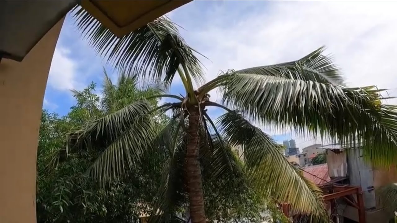 FAST KILLING OF TWO DANGEROUS COCONUT TREES.