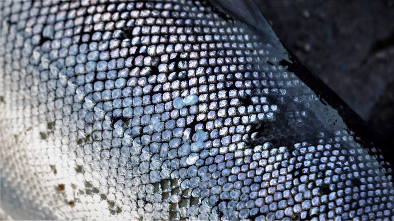 WINTER FISHING FOR SEA TROUT (Graved Style Catch And Cook )