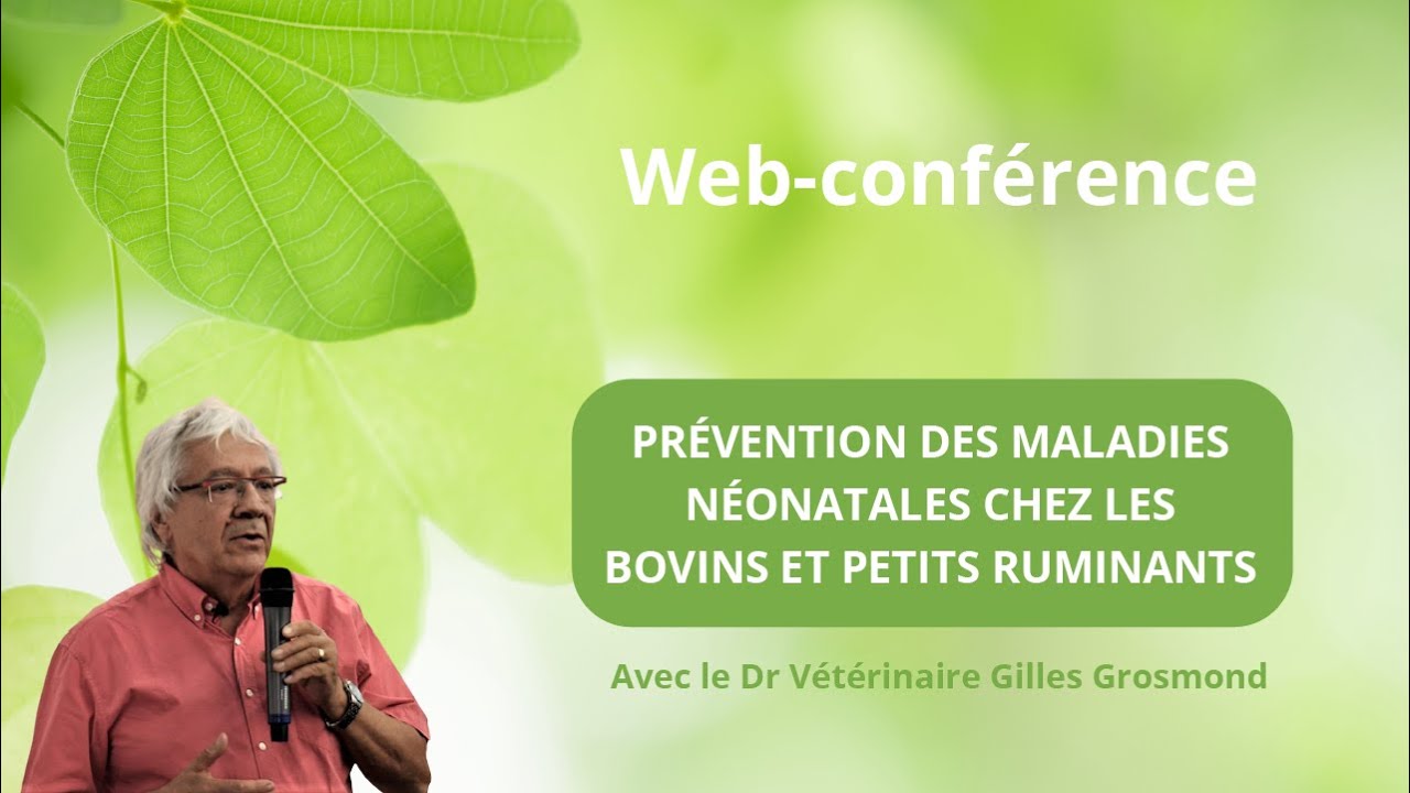 Web-Conférence :Prévention des maladies néonatales chez les jeunes ruminants et les petits ruminants