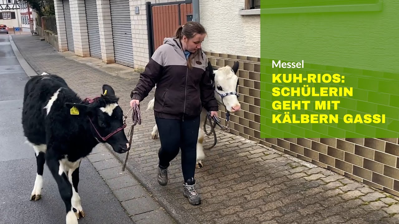 KUHrios: Schülerin geht mit Kälbern Gassi in Messel