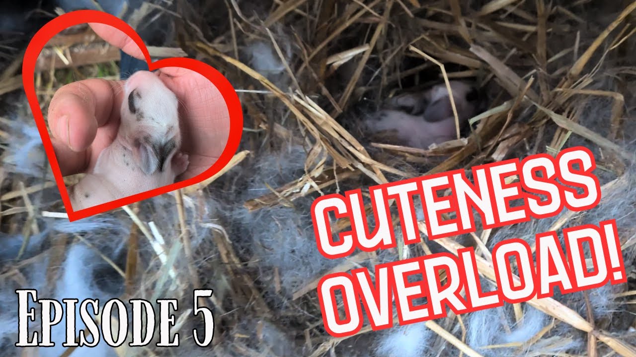 Return of the Rabbits | You Won't Believe How Tiny These Baby Rabbits Are!!