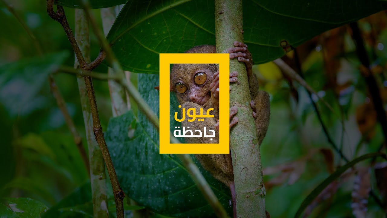 عيون جاحظة: رؤية ليلية وقفزات مذهلة