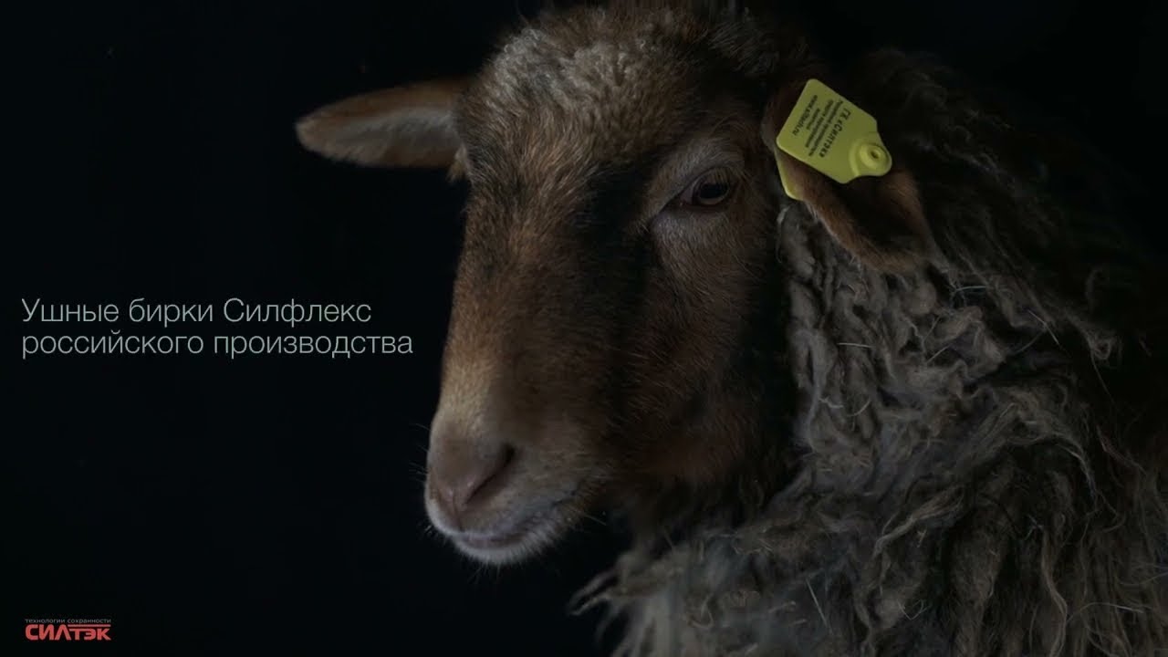 Ушные бирки КРС  и МРС для животных в Красноярске