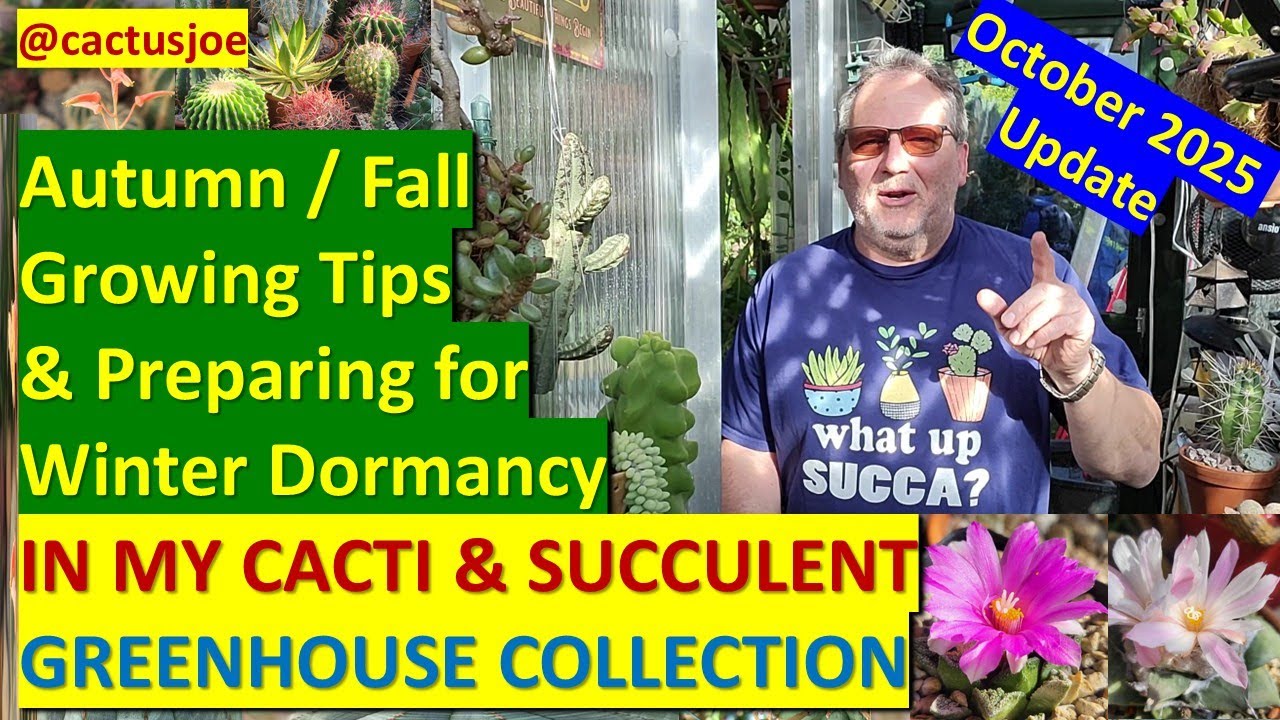 PREPARING FOR DORMANCY in my CACTUS & SUCCULENT GLASSHOUSE, Autumn/Fall Update & Growing Tips #cacti