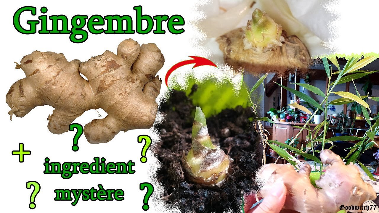 Comment faire pousser / cultiver gingembre maison secret _ growing indoor ginger trick root quicker