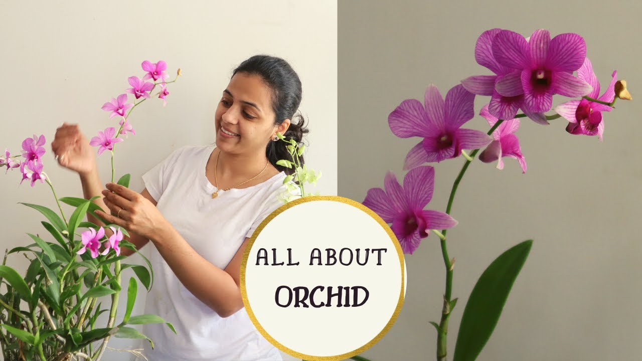How to care for an Orchid Plant Indoors | Easy Orchid Care Tips for Beginners | Garden Vibes
