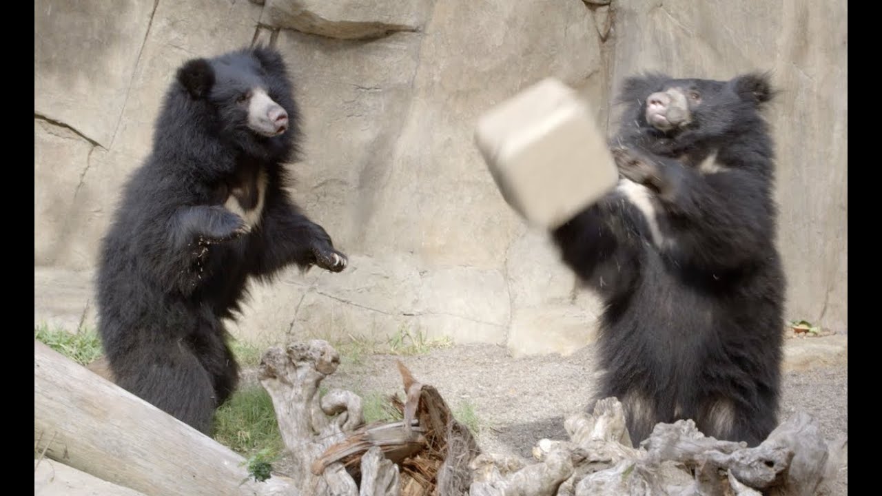 Silly Sloth Bears' Playful Debut
