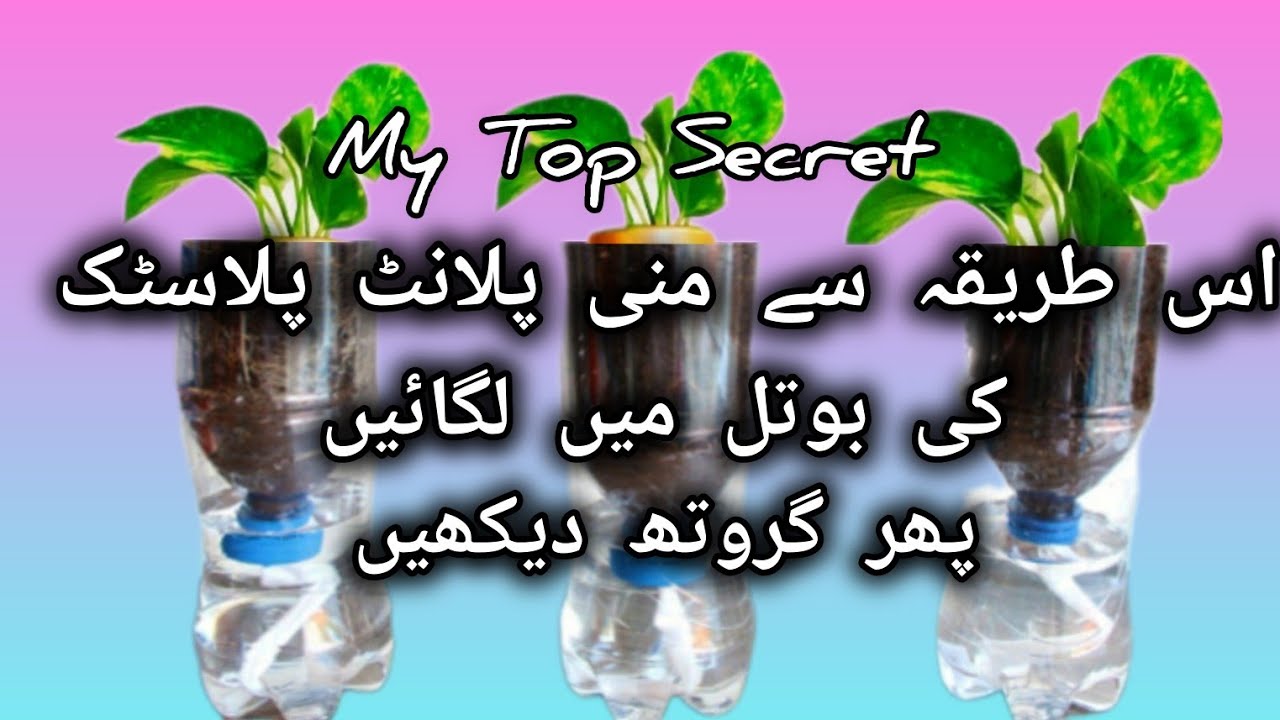 🔴My Best Secret, Money plants 100% Grow in water, mast watch, Plastic bottle