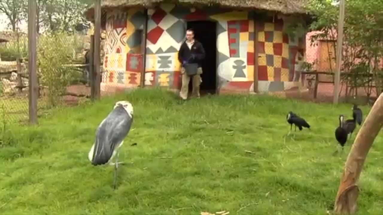Jori Dupont, soigneur animalier a Pairi Daiza 