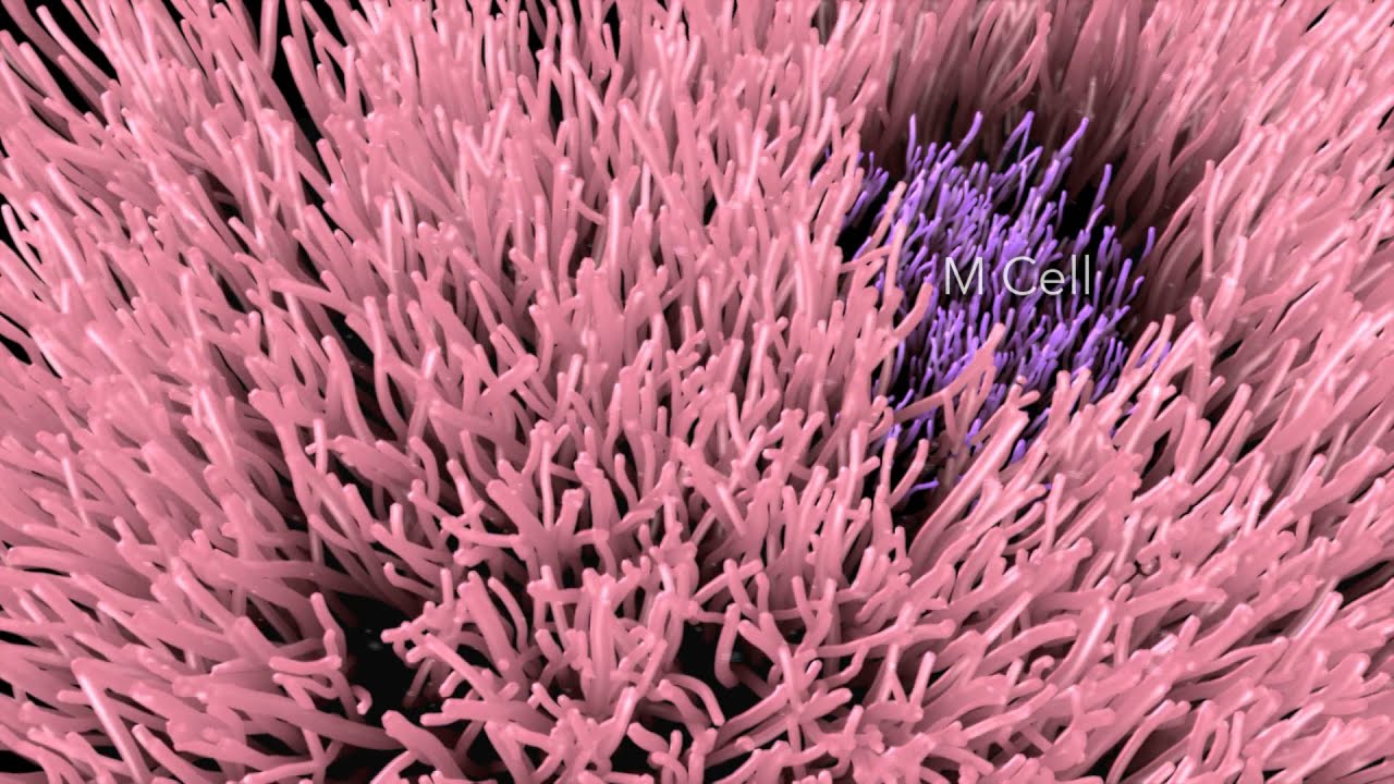 Shigella flexneri