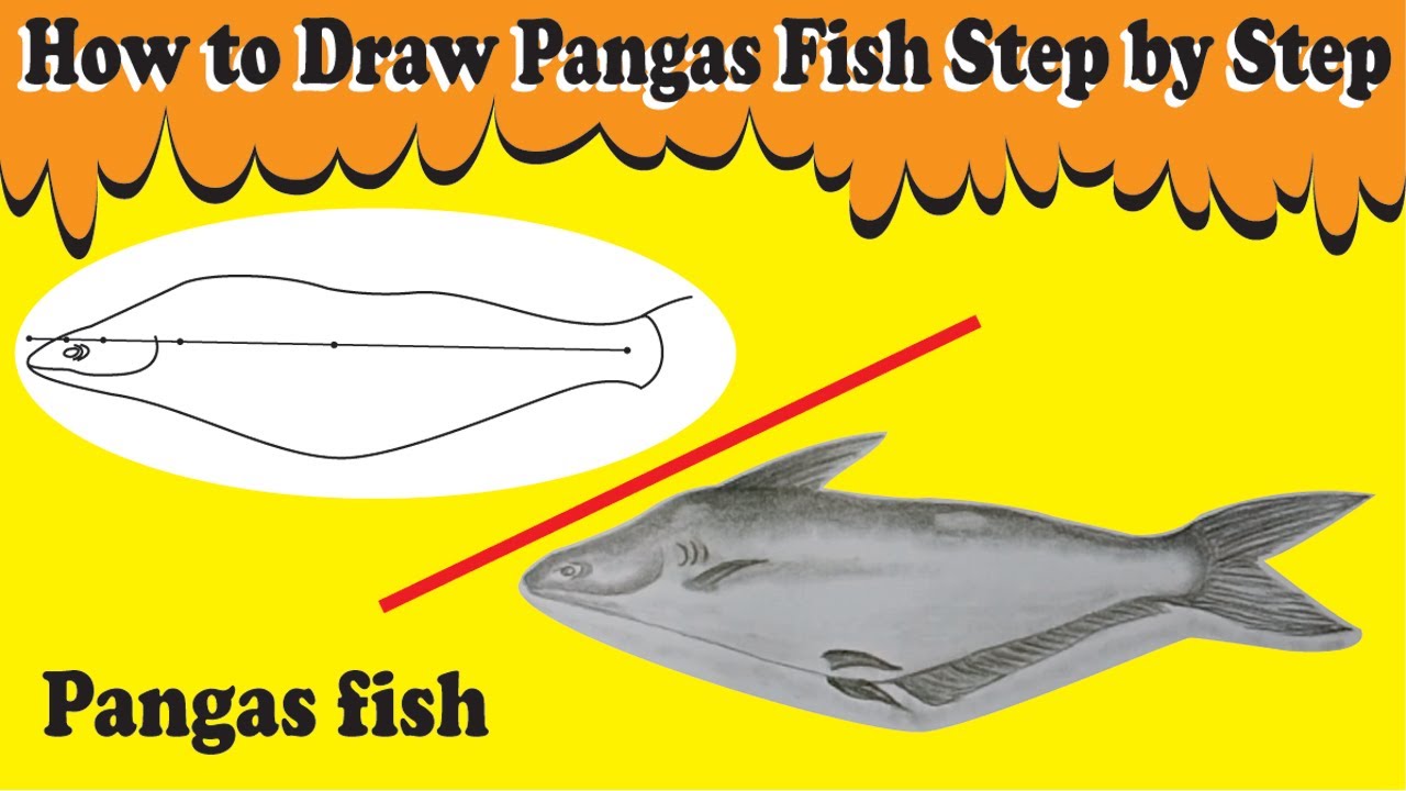 How to Draw Pangas Fish Step by Step | Easy Drawing for Beginners | Quick Pangas Fish Sketch