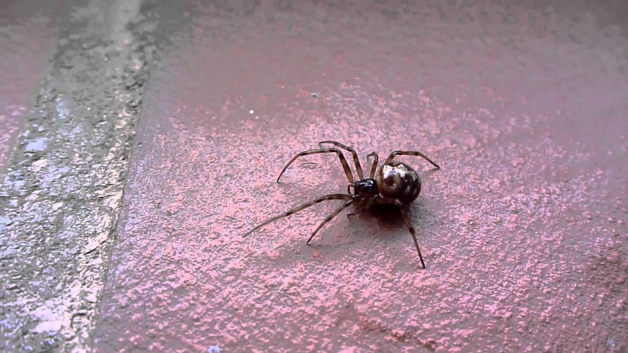 Steatoda triangulosa