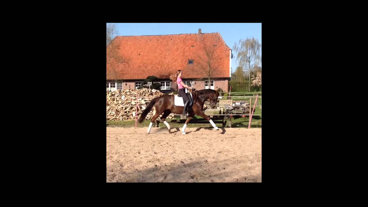 Dressurpferd: Stute Pretty Pandora von San Remo von 2008