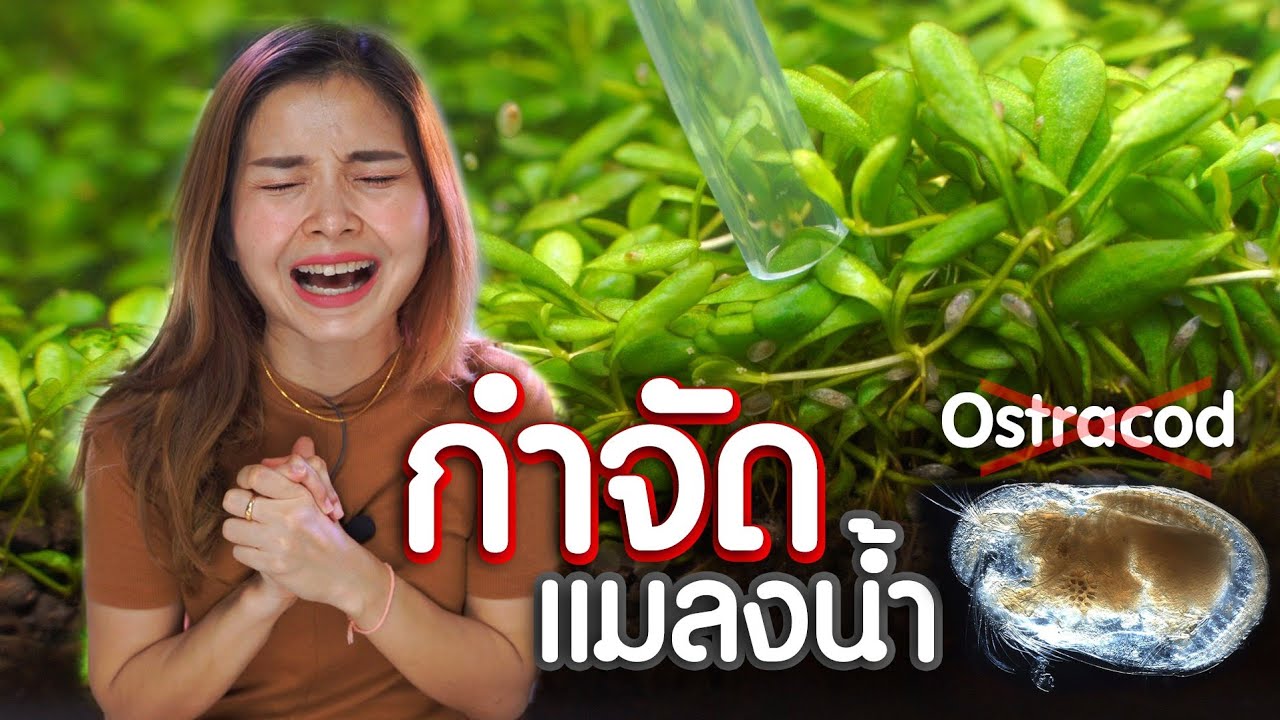 กำจัดแมลงน้ำ ในตู้ไม้น้ำ Ostracod ด้วยวิธีธรรมชาติ | มาแรงมด MarangMod Channel