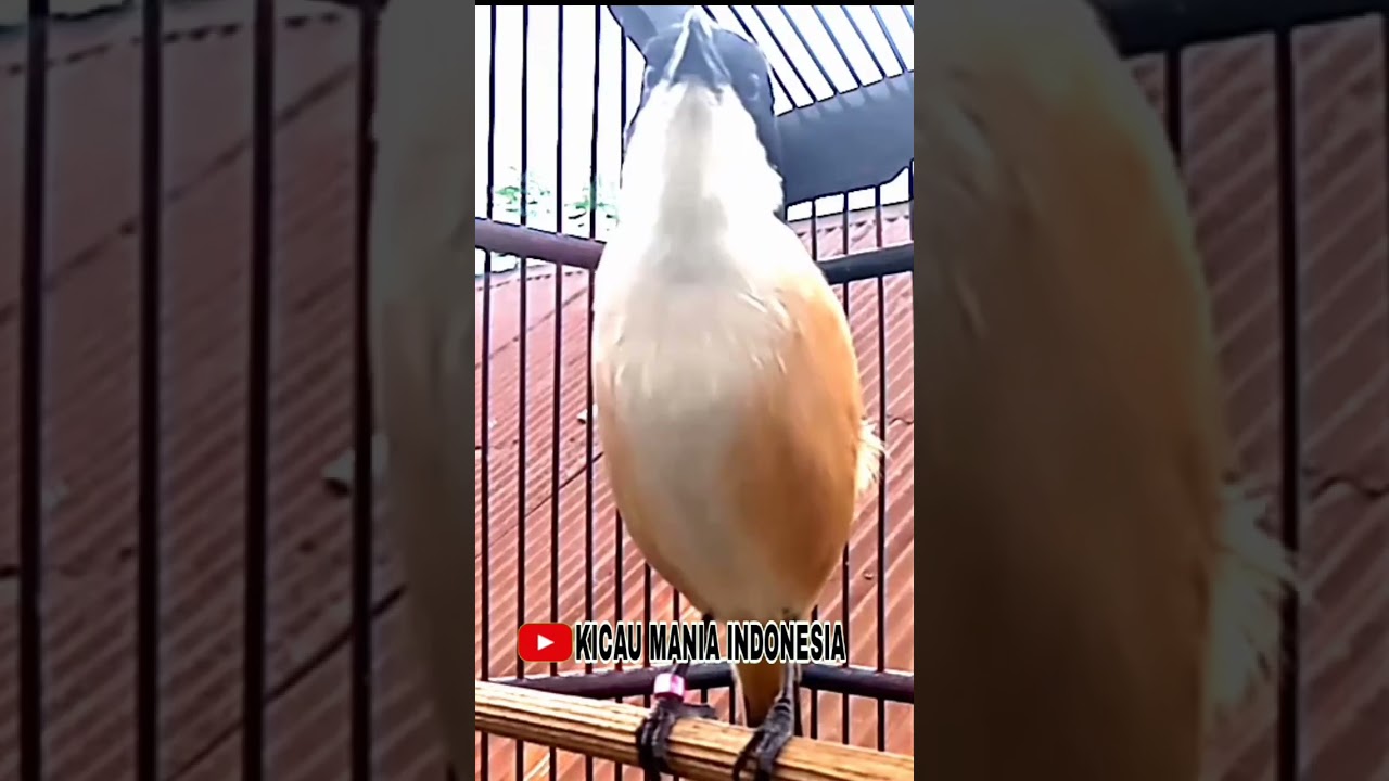 pentet/cendet gacor lagu mewah